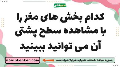 کدام بخش های مغز را با مشاهده سطح پشتی آن می توانید ببینید