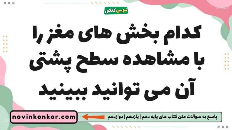کدام بخش های مغز را با مشاهده سطح پشتی آن می توانید ببینید (پاسخ کامل)
